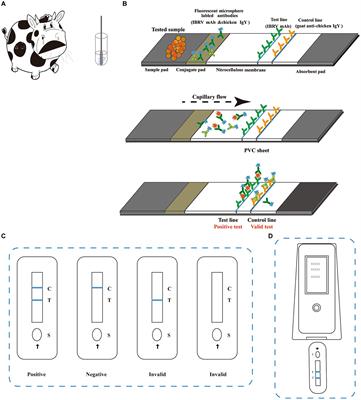 Development and evaluation of a time-resolved fluorescence labelled immunochromatographic strip assay for rapid and quantitative detection of bovine herpesvirus 1